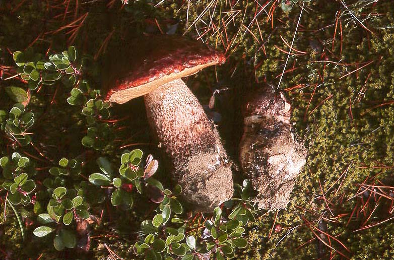 Leccinum manzanitae